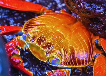 Galapagos Crab Mark Yanny Jackson WI photography  SOLD